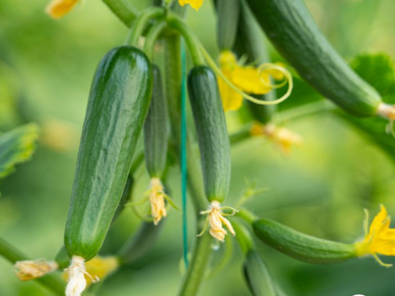 Cuc-Guard helps protect against CGMMV