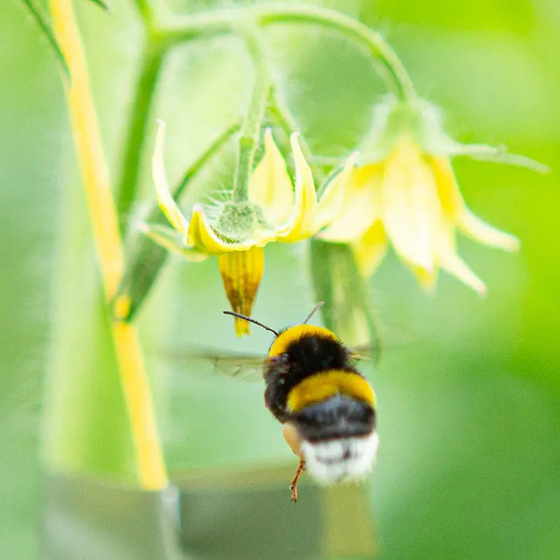 1990-tomato-bumblebee-pollinating