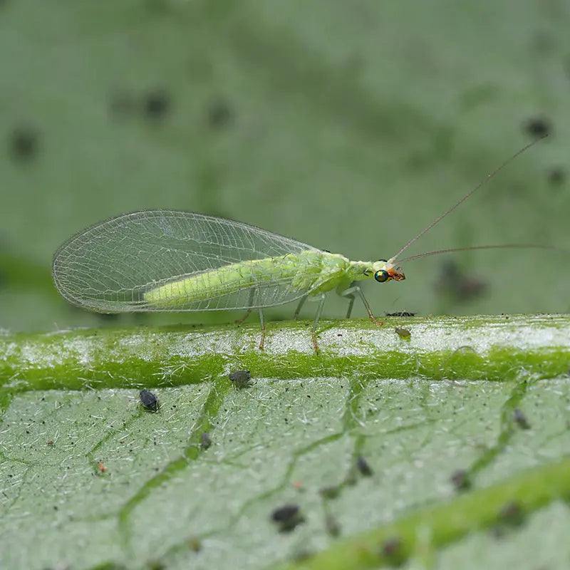 2004-biocontrol-sales-soar