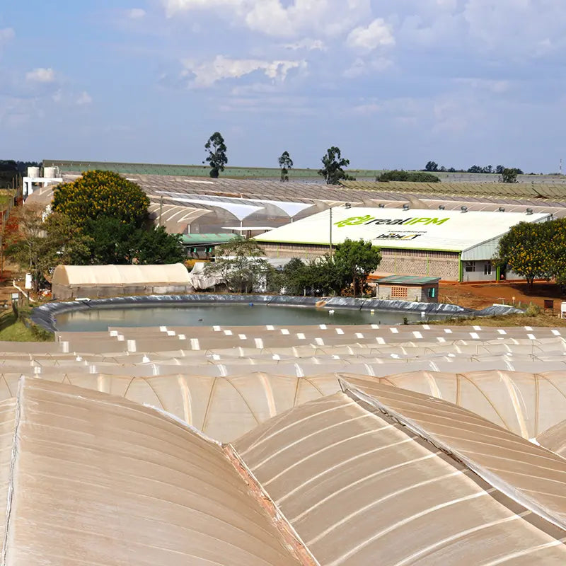 2017-real-ipm-arial-view