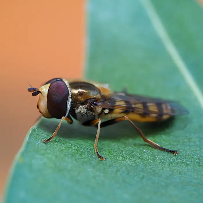 2020-eupeodes-corollae-wins-bernard-blum-award