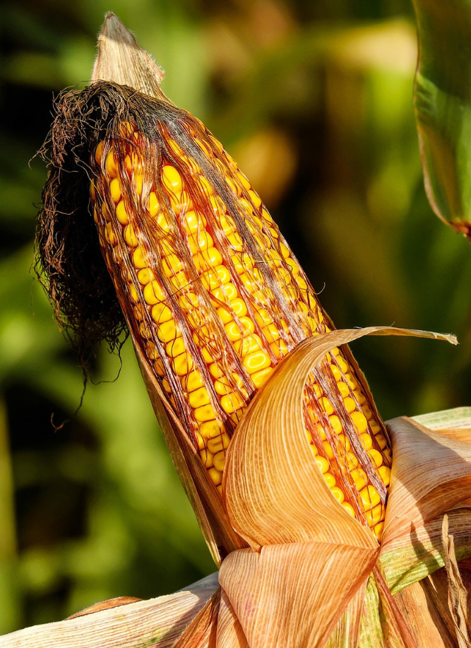 Corn