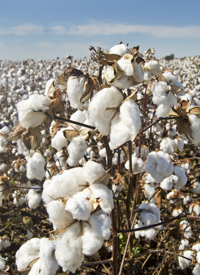 biofirst cotton