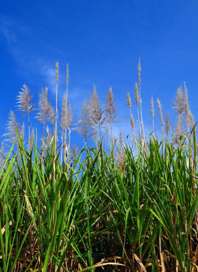 sugarcane