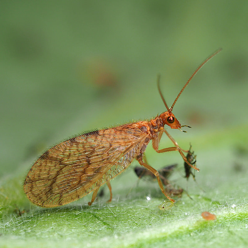 biofirst biobest beneficial insects