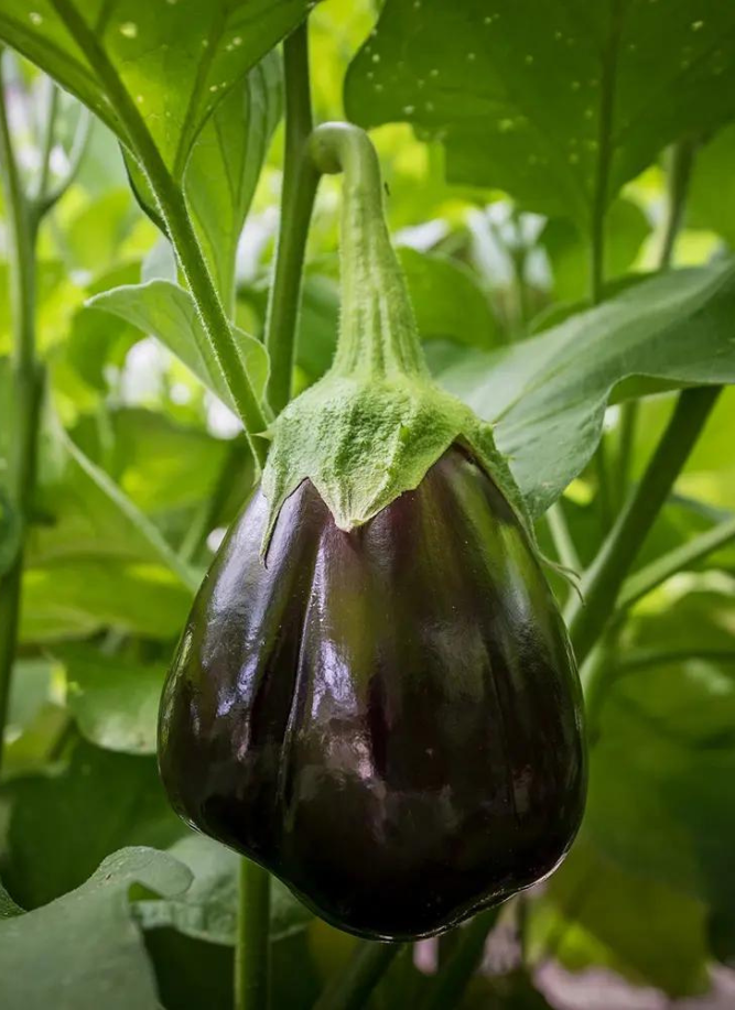 biofirst aubergine