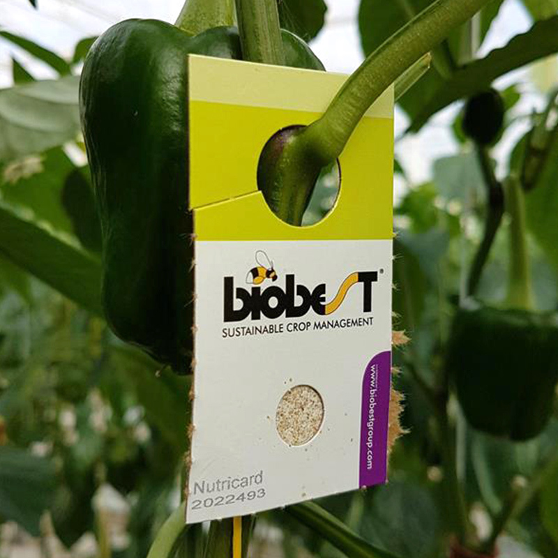 biobest feeding supplements