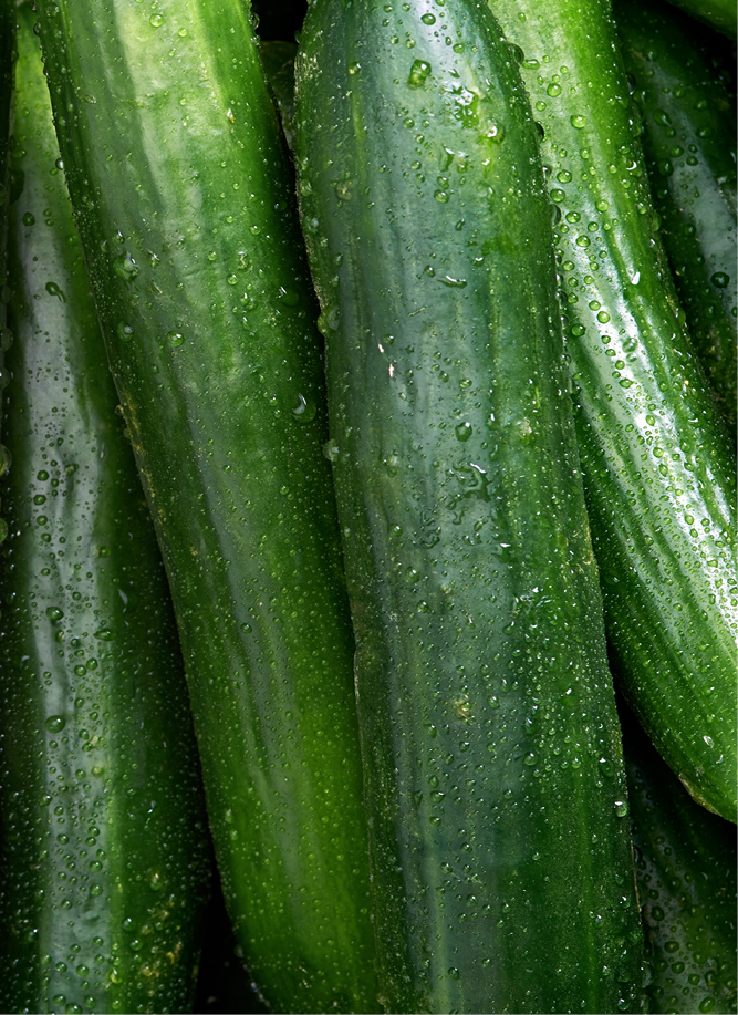 Cucumber