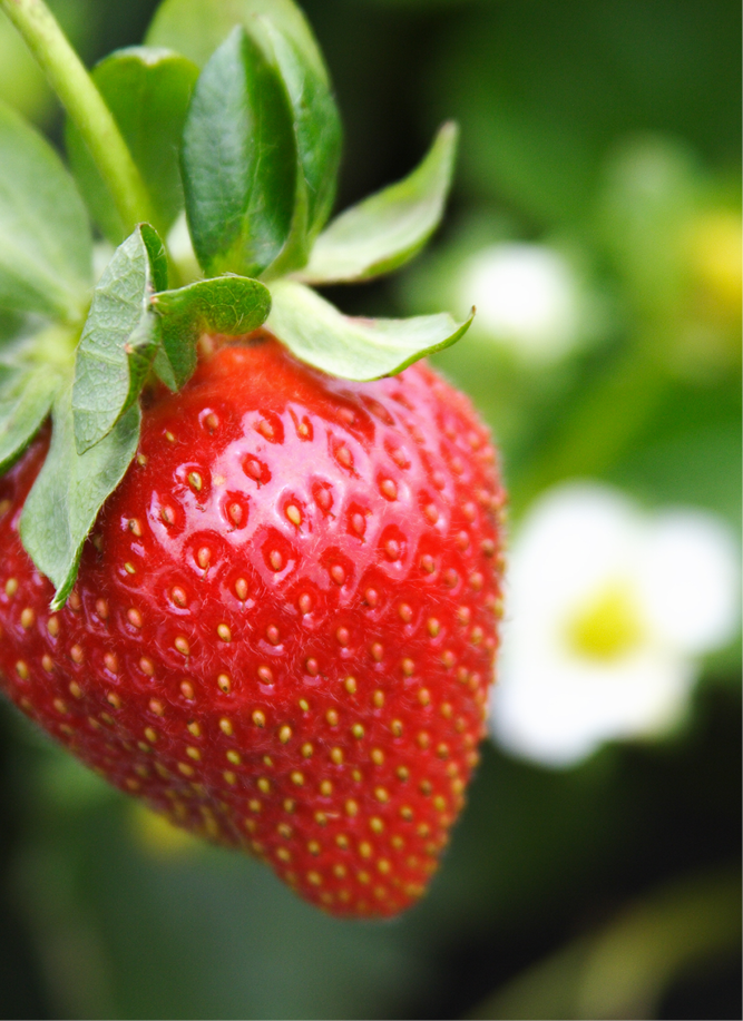 Strawberries