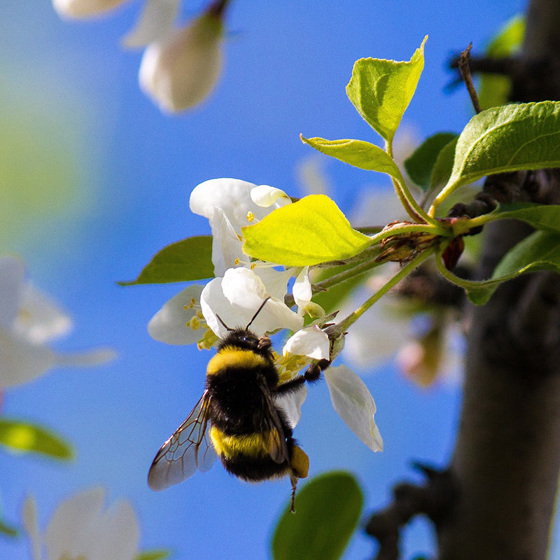 biofirst biobest pollination