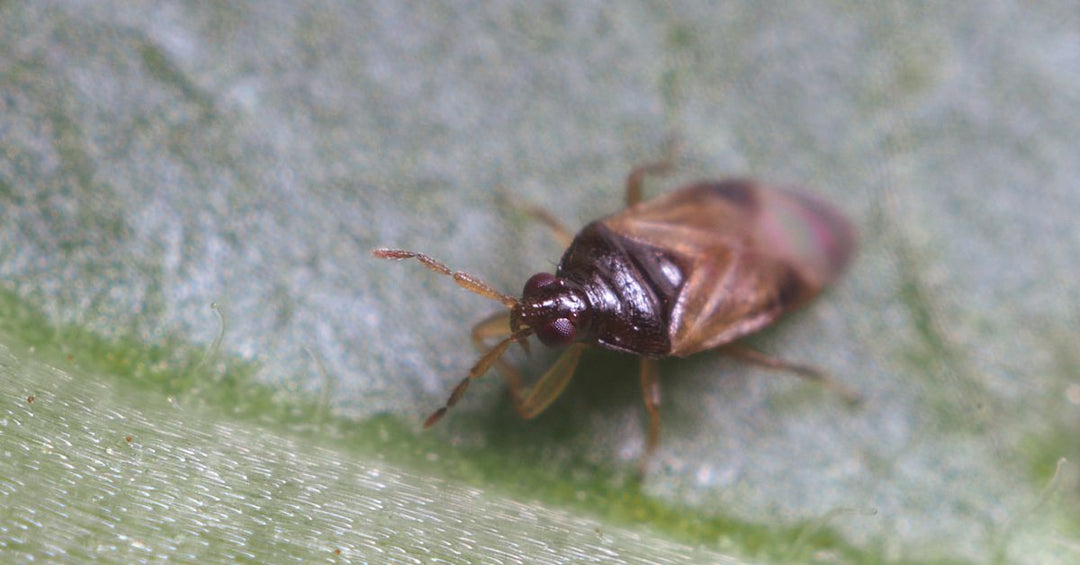 Biobest Extends Plant Products’ Distribution Across the U.S.