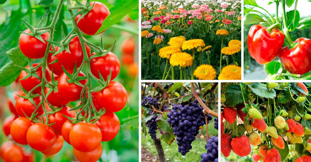 BioWorks enters European market with high quality biopesticides and biostimulants