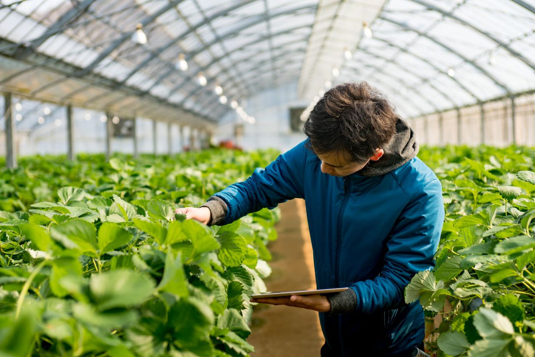 Biobest acquires Ecoation technology in commitment to support horticulture growers with automated IPM scouting and monitoring tools