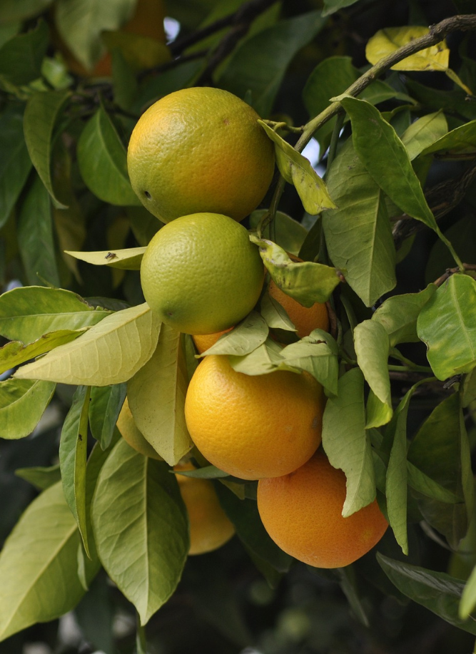biofirst citrus