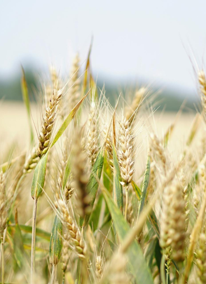 biofirst wheat