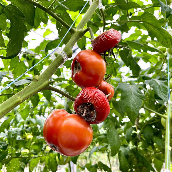 About Biobest – BioFirst Group