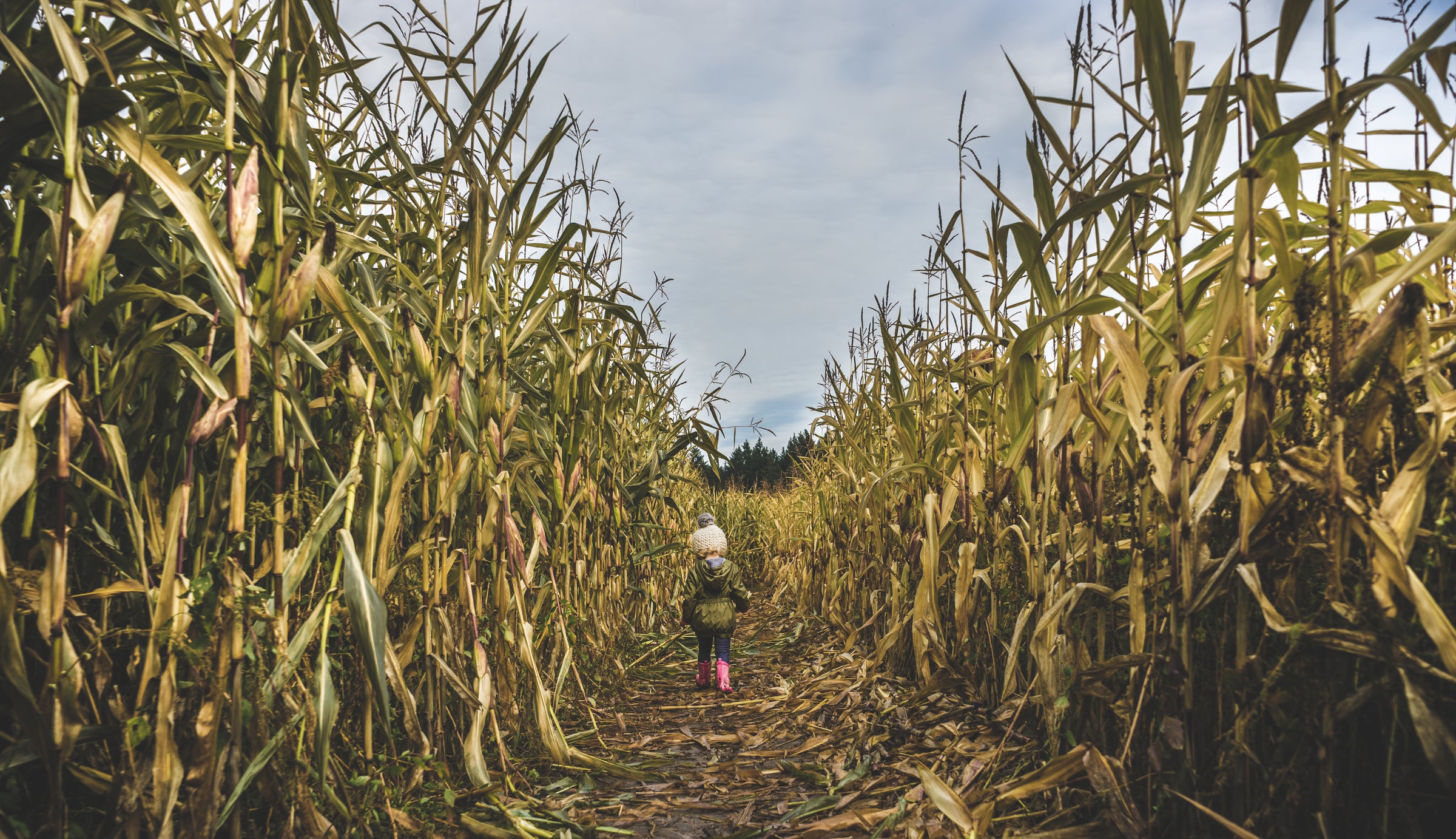biofirst little girl explores corn field